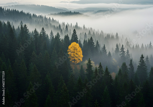 Golden Solitude Amidst Misty Mountain Pines A Breathtaking View