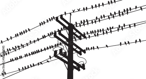 Silhouette of many birds perched on power lines electricity, birds, power lines, silhouette, electricity, communication, nature, urban, sky, wires, perched, flock, many, group, gathering, communicatio