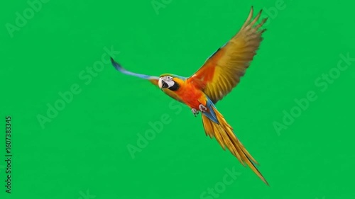 Blue-and-gold Macaw Soaring on Green Screen