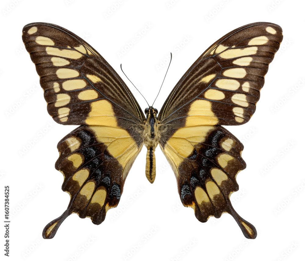 Fototapeta premium Captivating butterfly display natural habitat wildlife view beauty of nature isolated on transparent background