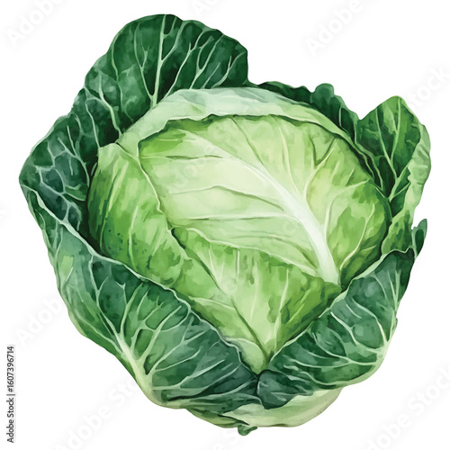 Fresh green cabbage watercolor illustration with transparent background vegetable food