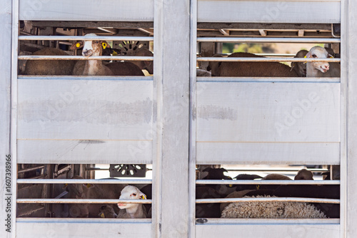 Valokuva Several windows of a livestock truck transporting sheep, with a sheep peeking out from each window