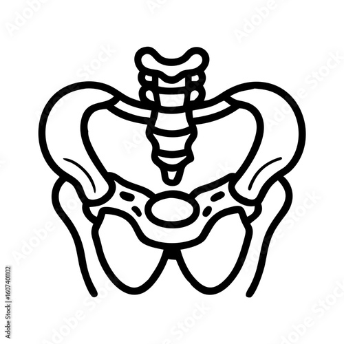 pelvis bone line art vector on transparent background