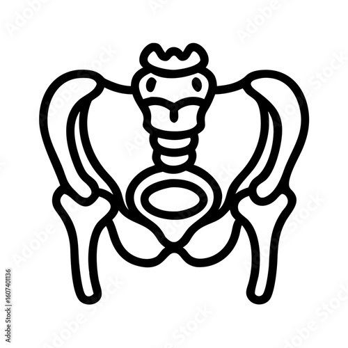 pelvis bone line art vector on transparent background