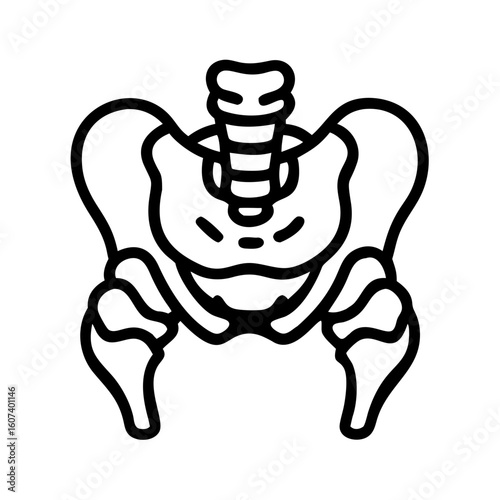 pelvis bone line art vector on transparent background