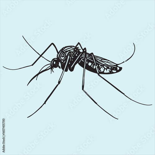 mosquito sucking blood on white background 