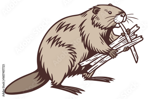 vector illustration of a Beaver