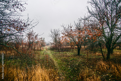A dense forest of acacia, bare of leaves, covered in a light morning mist and a cloudy sky, through which runs a dirt road flooded with rainwater.