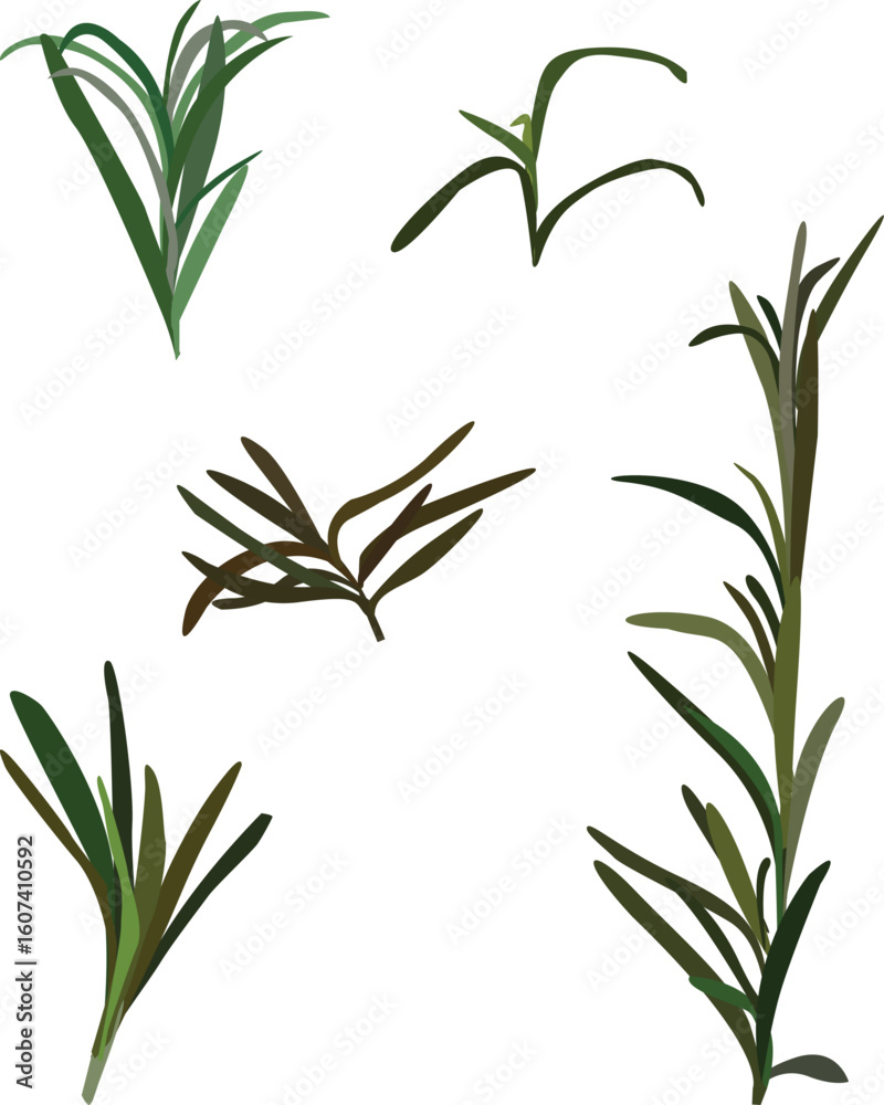 Fototapeta premium Rosemaries