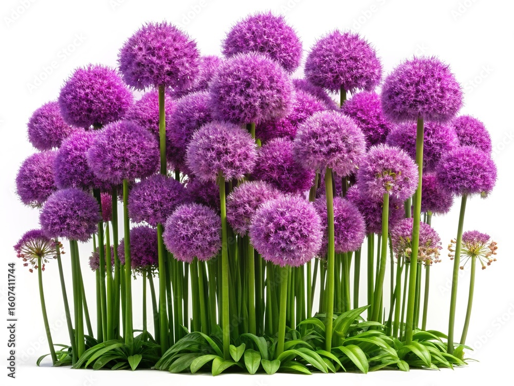 Fototapeta premium A Vibrant Cluster of Purple Allium Flowers on a Clean White Background
