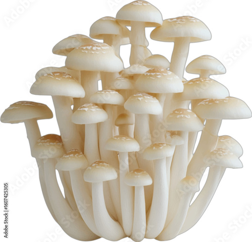 Cluster of white beech mushrooms with brown speckled caps vector