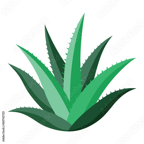 Green aloe Vera plant illustration