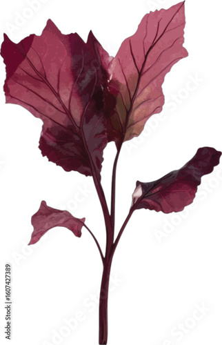 Deep red beetroot leaves with veins green vegetable