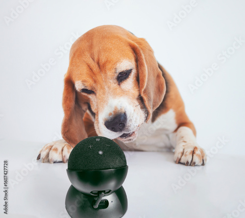 funny beagle dog talks to virtual assistant alexa