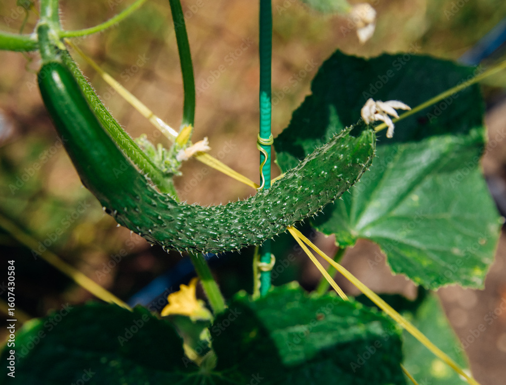 Naklejka premium Young cucumbers on a branch in the garden. Growing greenhouse cucumbers.