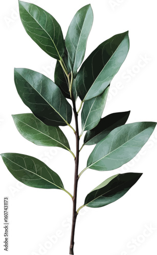 Fresh bay laurel branch with vibrant green leaves vector