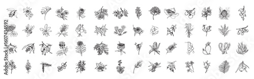 Australia Plants in Art Ink Style