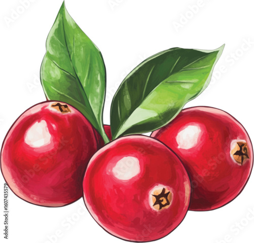 Fresh red cranberries with green leaves fruit