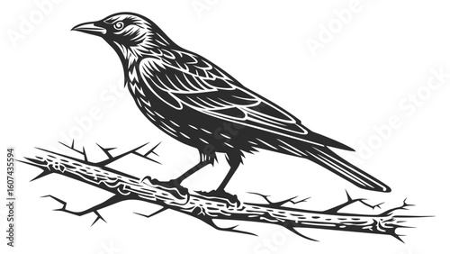 A detailed illustration of a black bird perched on a spiky branch with intricate feather details