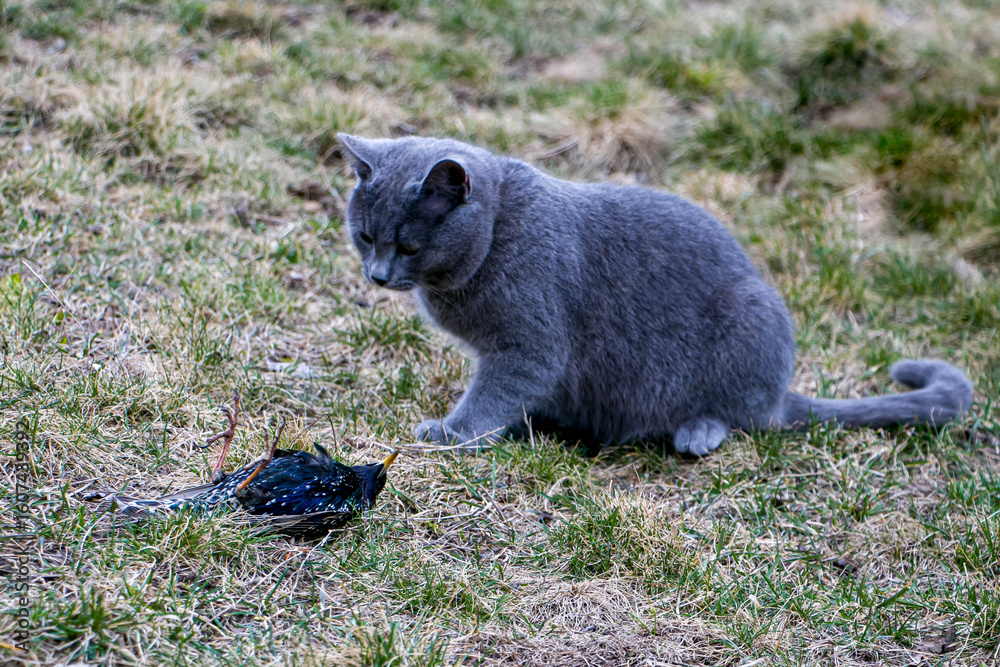 Obraz premium Gray domestic cat hunting starling. The cat hunted starling and dead bird lies in front of him. Cat hunter
