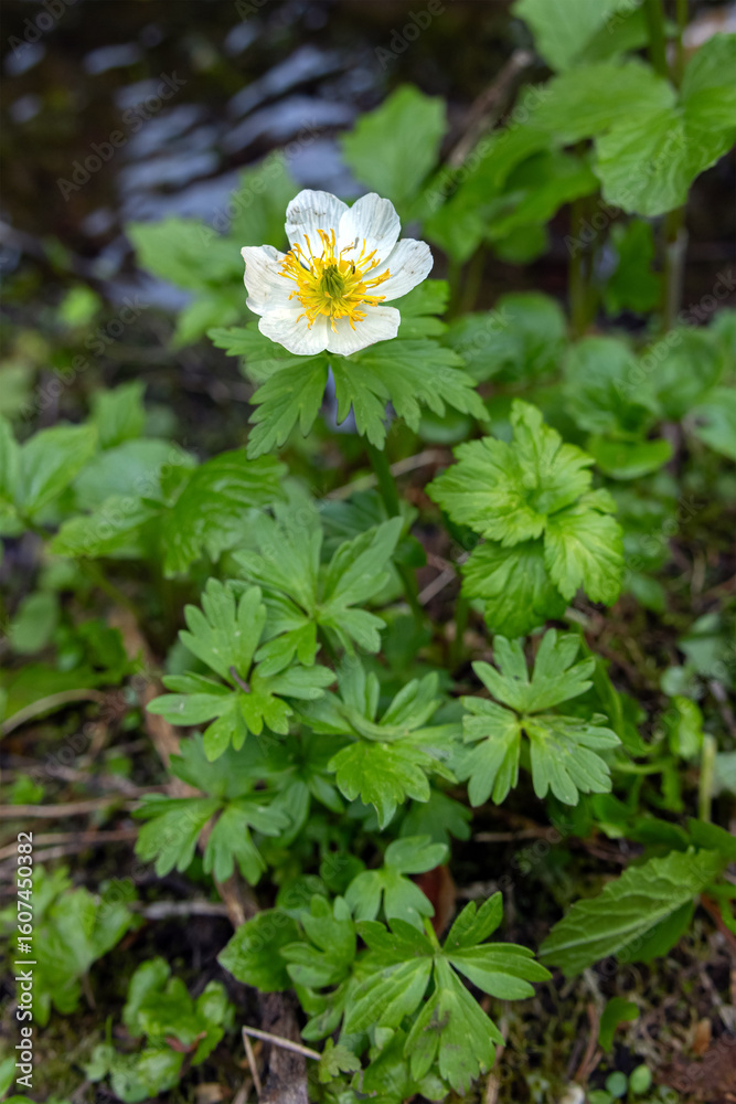White beautiful bloom of Trollius laxus (American globeflower) with green foliage in summer subalpine meadows. White beautiful bloom of Trollius laxus (American globeflower) with green foliage in summer subalpine meadows.
