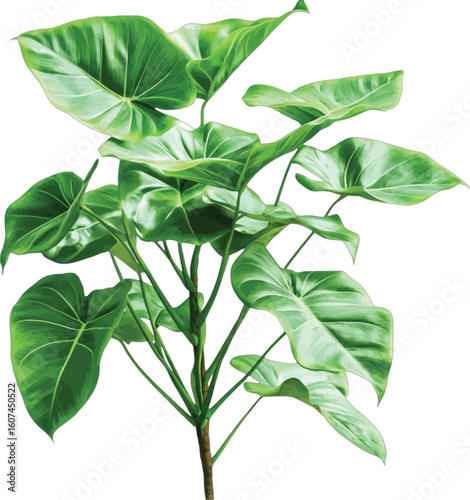 Lush green philodendron plant with large leaves foliage