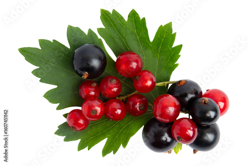 Red and Black Currants with Leaves, isolated on transparent background, PNG