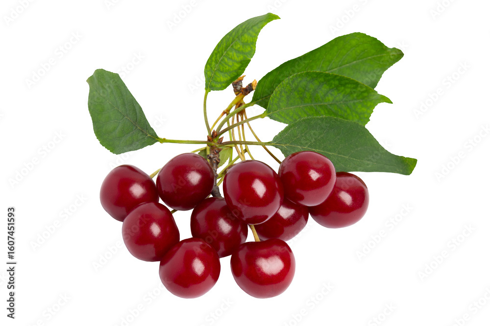 Obraz premium Fresh Cherry Branch with Leaves, isolated on transparent background, PNG