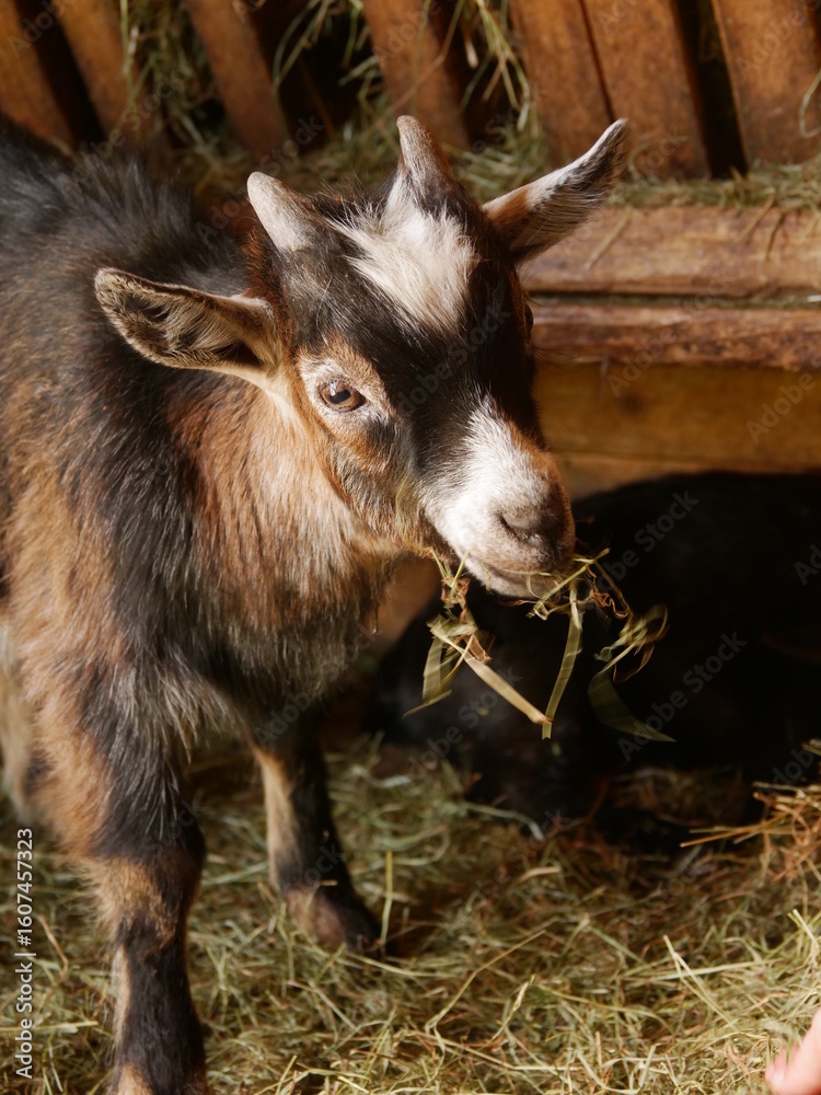 Fototapeta premium Goat is eating hay in a pen