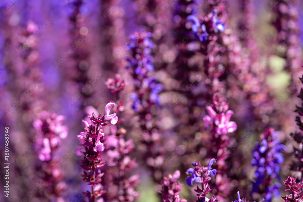 Fototapeta premium Close-up of vibrant purple and blue wildflowers with dreamy blurred background.