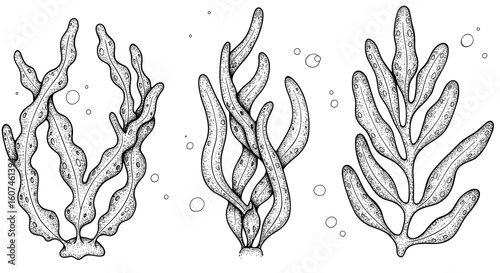 Seaweed collection for cosmetics design – hand drawn vintage ink sketch doodle black and white vector illustration, engraving