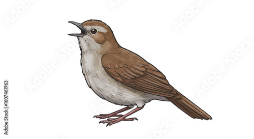 female house sparrow passer domesticus 4 months old