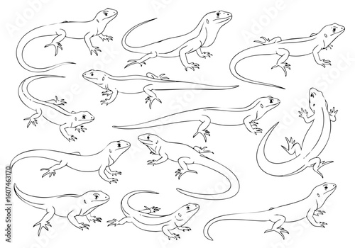 Outline Sketch of Various Poses Lizard Reptile Creature Simple Illustration