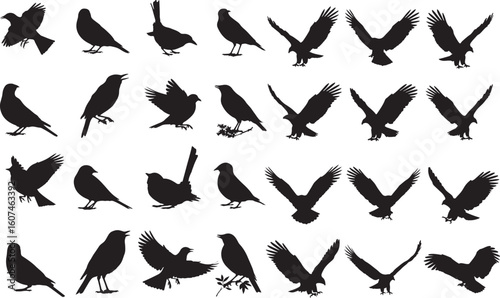 Silhouette Avian Assortment A Dynamic Collection of Birds and Eagles in Flight Perched and Standing Various Postures