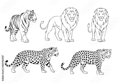 Outline Handdrawn Detailed Lion Tiger Leopard Animal Illustration Drawing