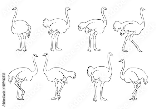 Line Art Ostrich Silhouette Sketch with Various Poses Animal Illustration