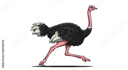 An ostrich sprinting, vector tall bird style, white background