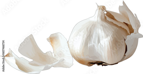 White garlic bulb with papery skin clove brown