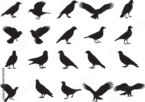 Silhouetted Birds in Various Poses Arrayed Neatly Illustration of Ornithology and Avian Studies Pigeons Sparrows Crows Blackbird Starlings