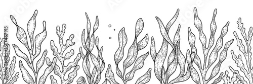 Seaweed and kelp vector border on the bottom for underwater-themed cards — vintage sketch doodle vector illustration on white background