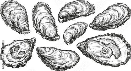 Vintage oyster shell sketch, black and white drawing, textured mollusk shell art, marine biology illustration, seaside nature, coastal decor