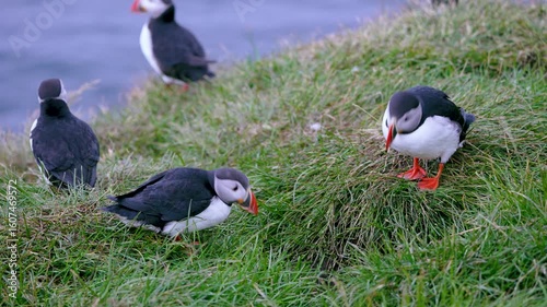 Several puffins rest on a lush green grassy slope in Iceland during summer, with one curiously peeking into its nesting burrow, showcasing natural wildlife behavior.
