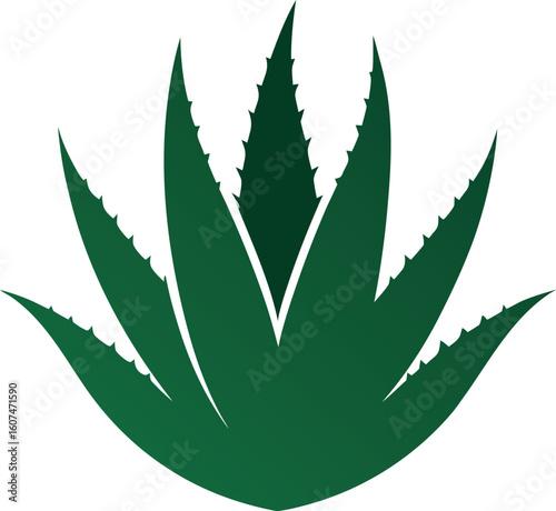 Aloe Vera silhouette on a white background