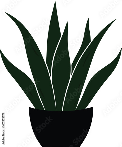 Snake Plant (Sansevieria) silhouette on a white background