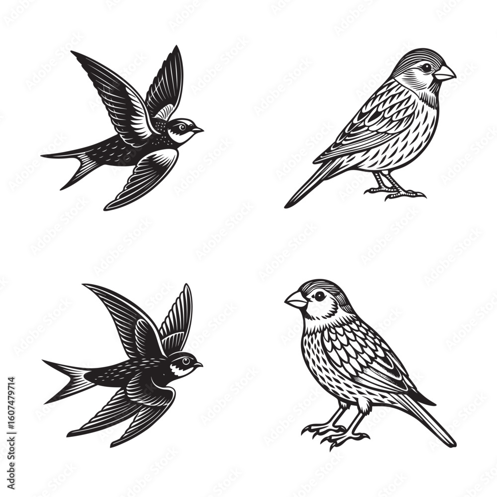 Fototapeta premium collection of birds