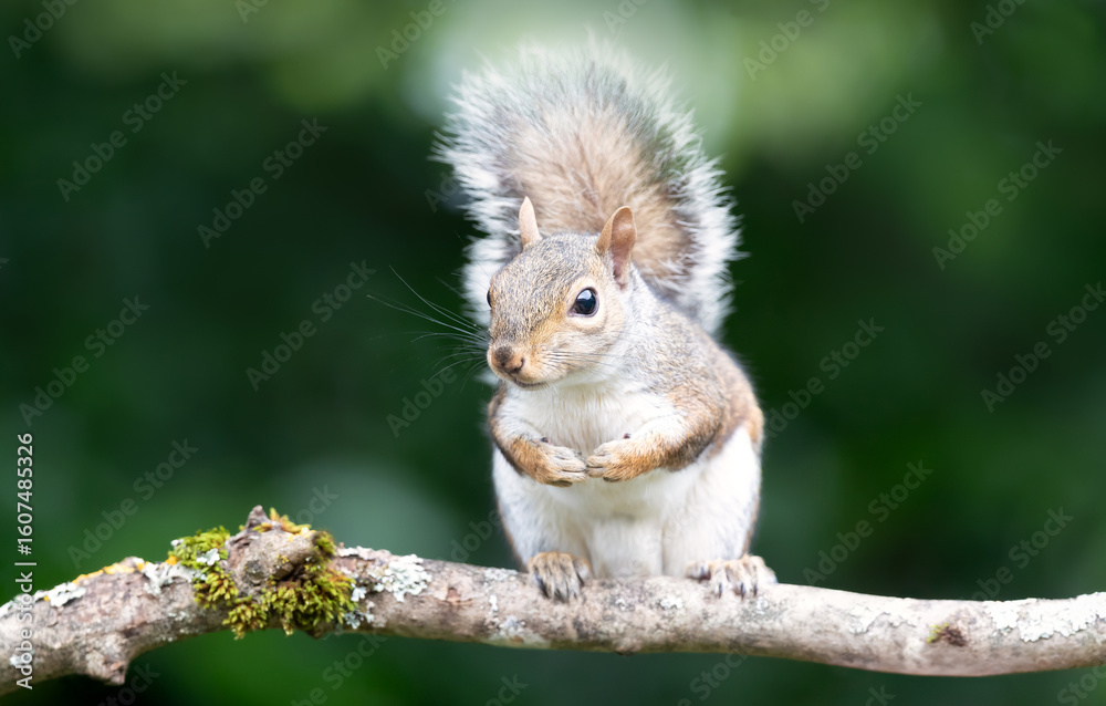 Fototapeta premium Portrait of a curious young grey squirrel standing on a tree branch