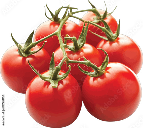 Cluster of ripe red cherry tomatoes attached to vine vector