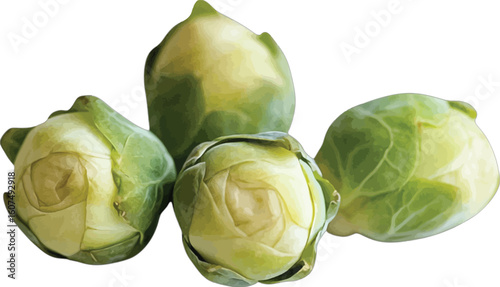 Four fresh green brussels sprouts close up vegetable