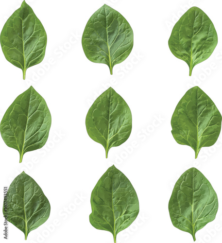 Fresh green spinach leaves healthy