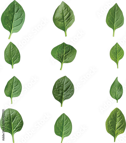 Fresh vibrant green spinach leaves vector